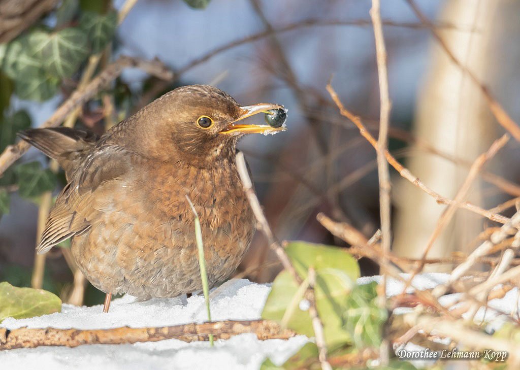 Amsel w