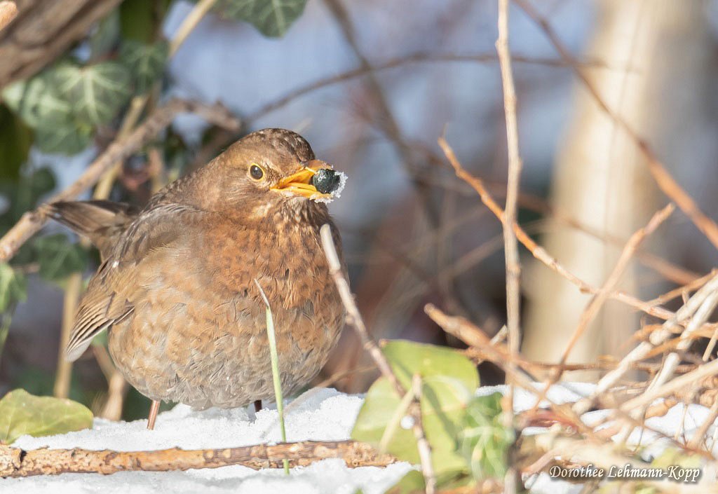 Amsel w