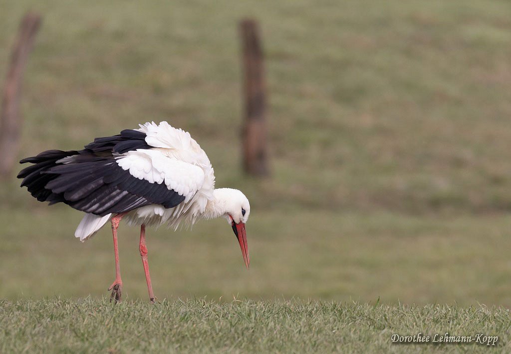 Weissstorch