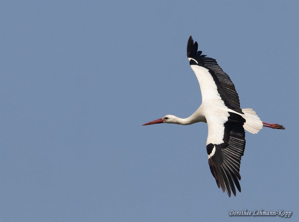 Weissstorch