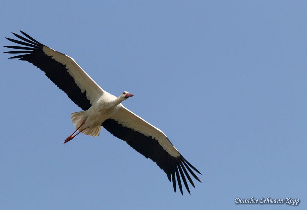 Weissstorch