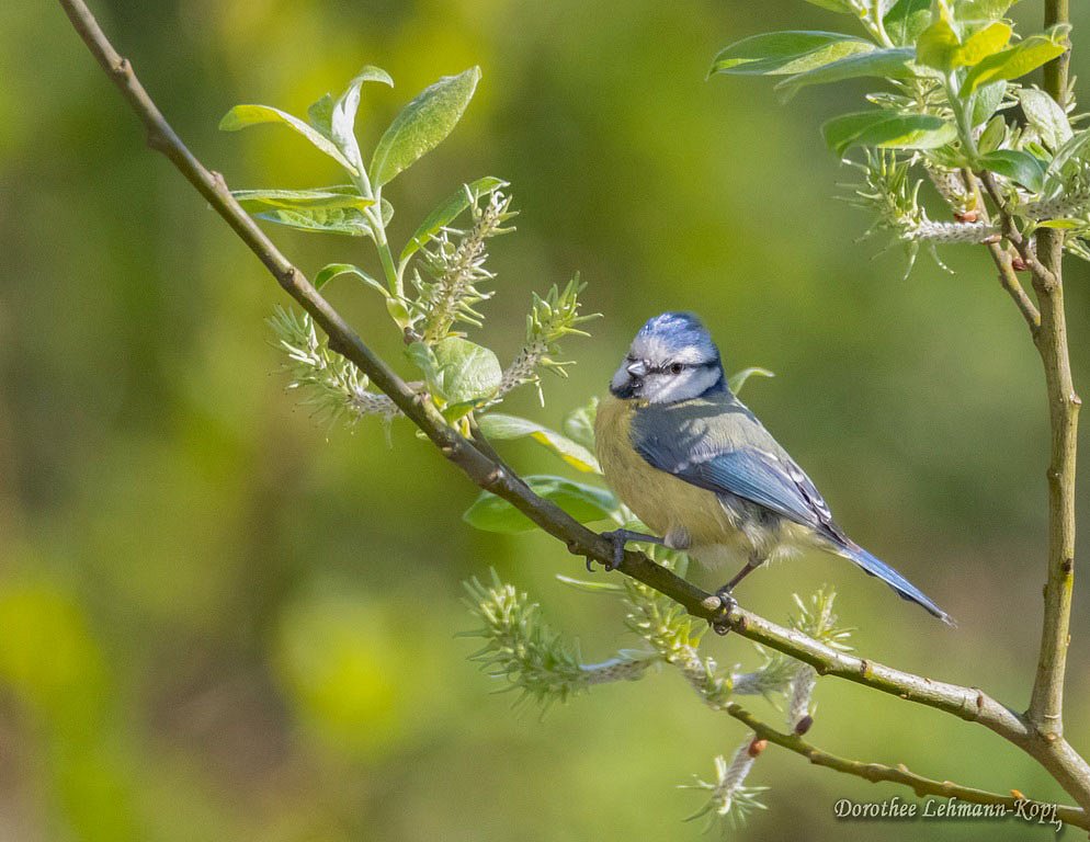 Blaumeise