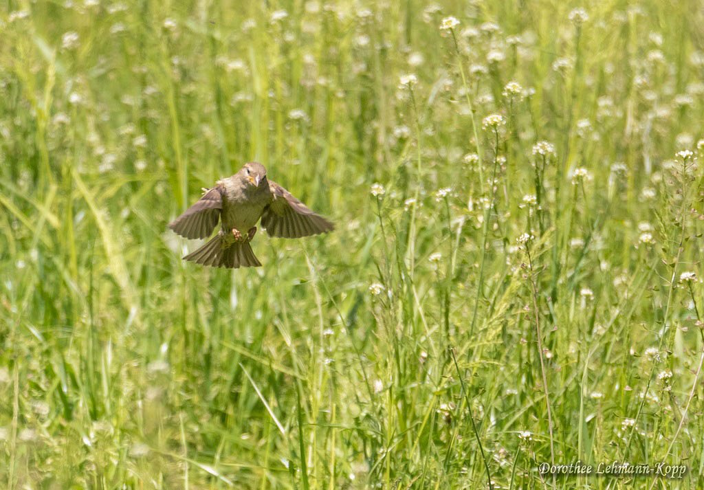 Haussperling 