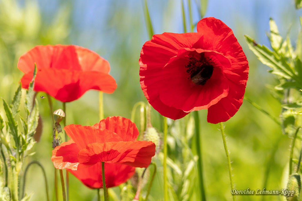Mohn