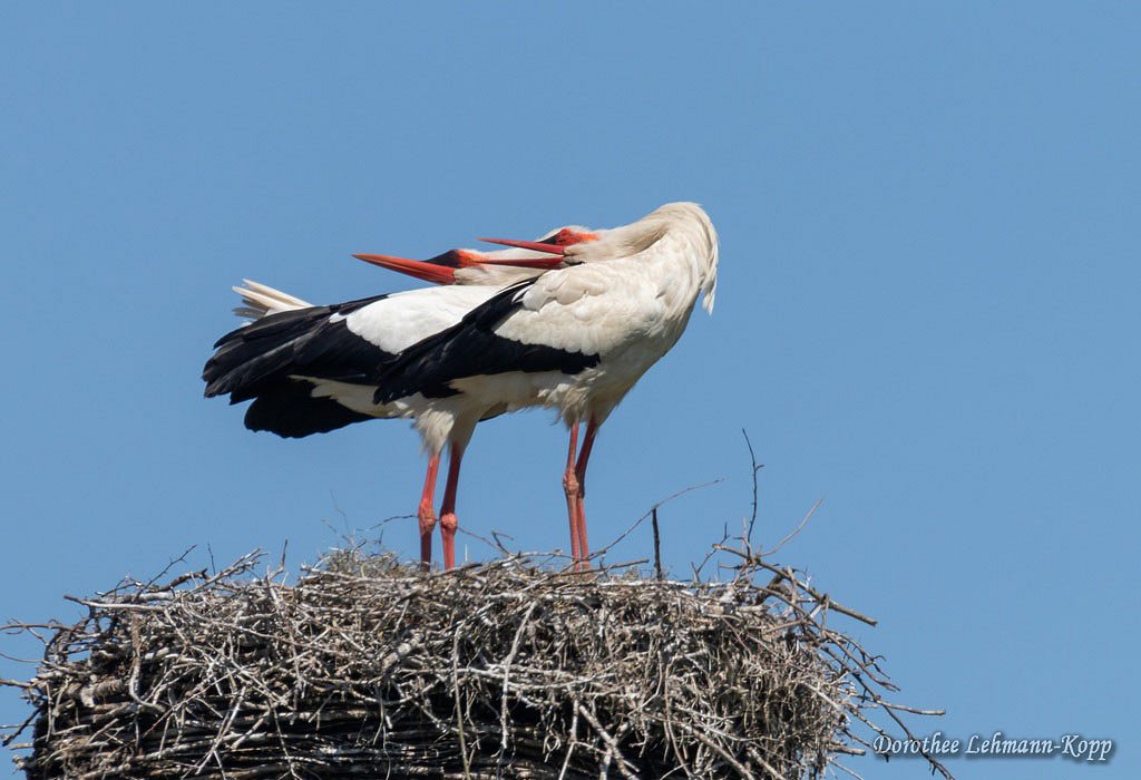 Bislicher Insel