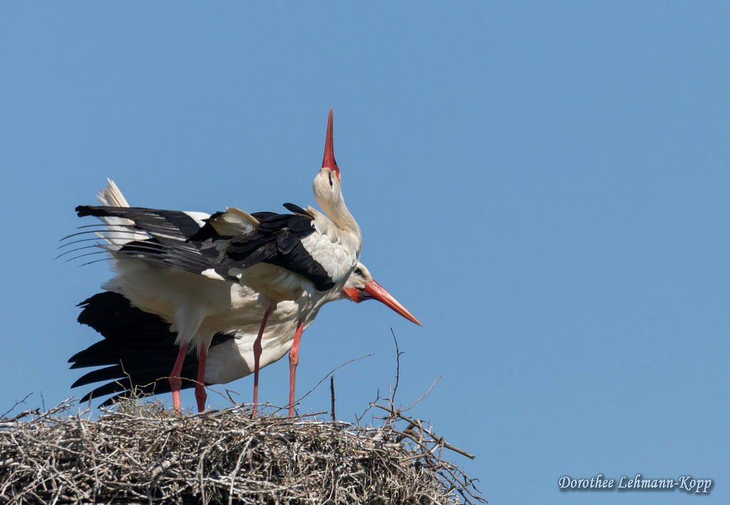 Bislicher Insel