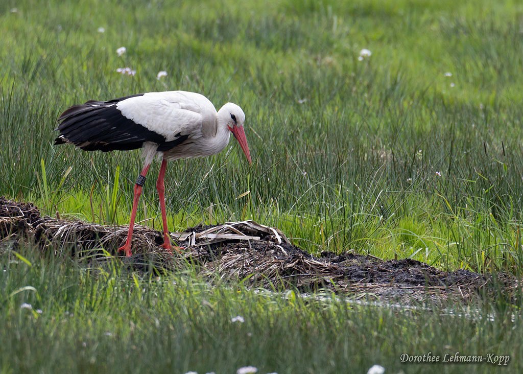 Weissstorch