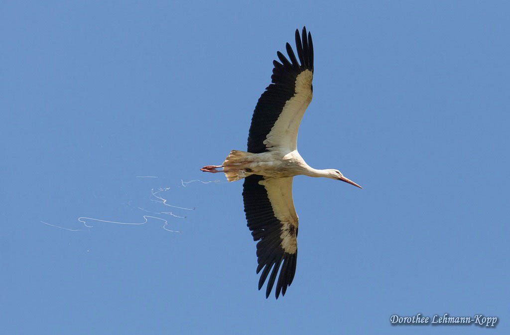 Weissstorch