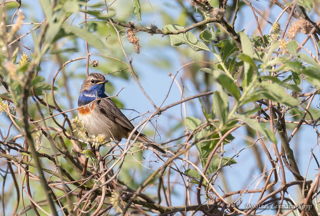 Blaukehlchen