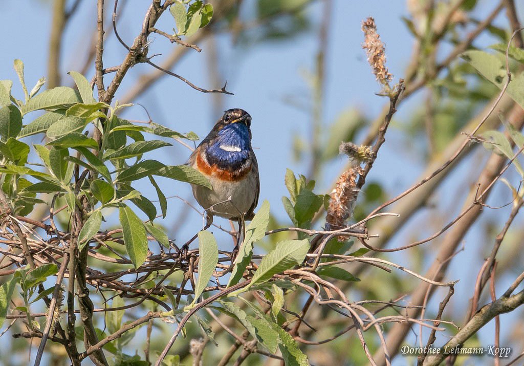 Blaukehlchen