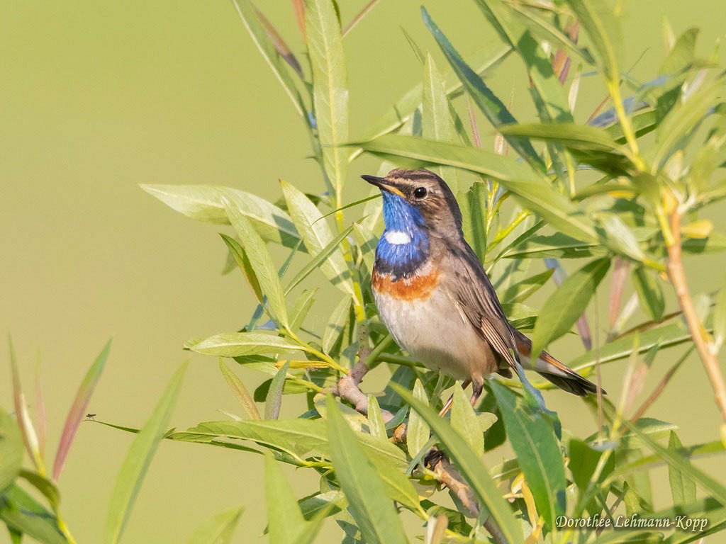 Blaukehlchen