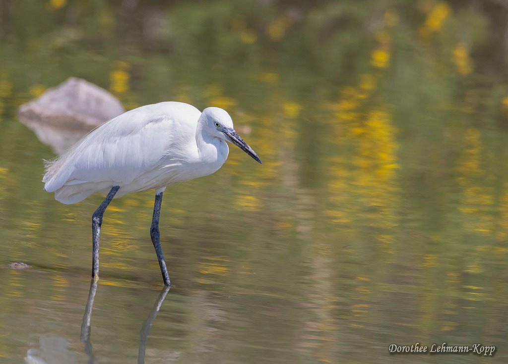 parc ornithologique - camargue / France