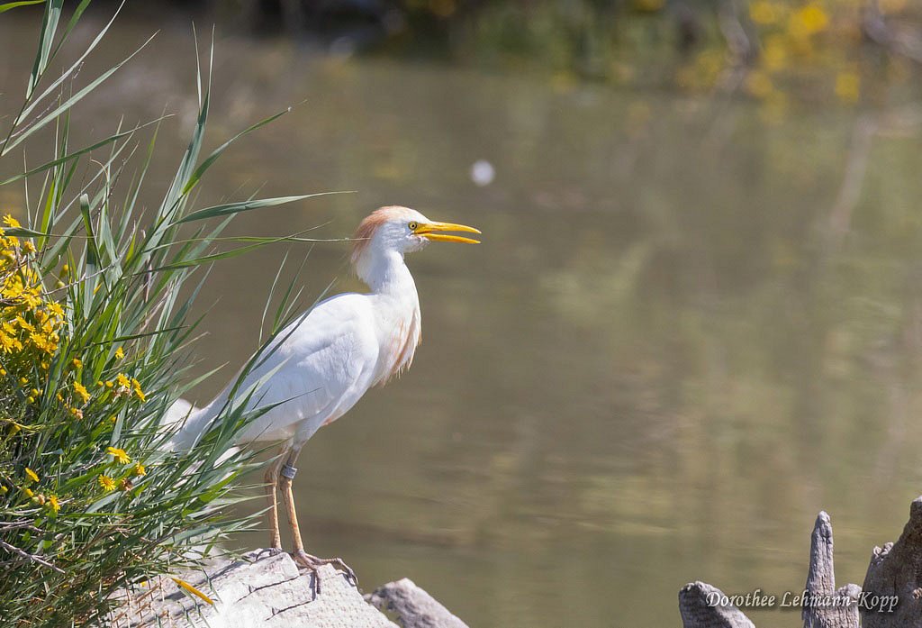 Kuhreiher