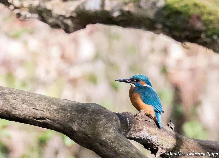 Eisvogel