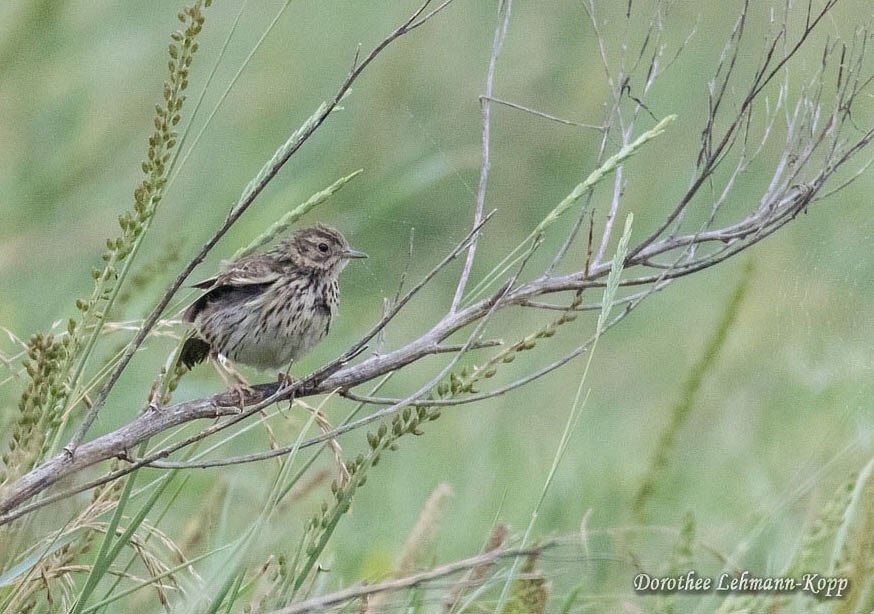 Wiesenpieper, Belegbilder