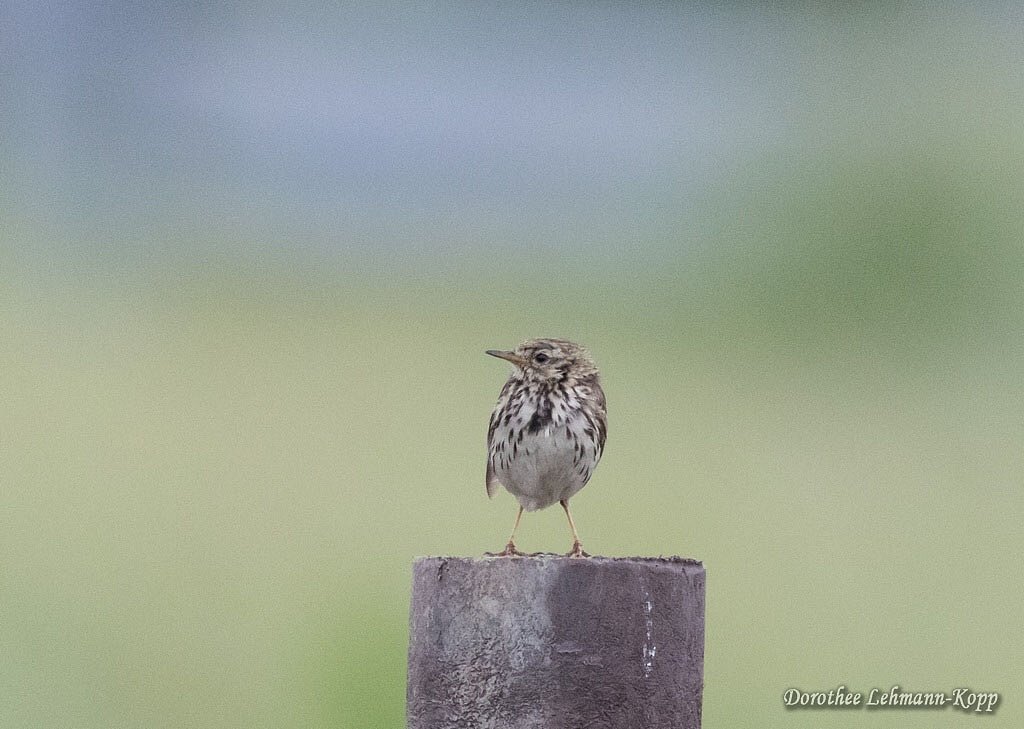 Wiesenpieper, Belegbilder