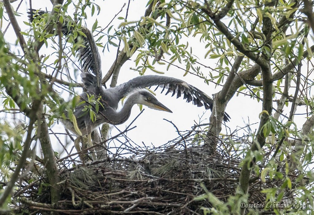 Nestlinge