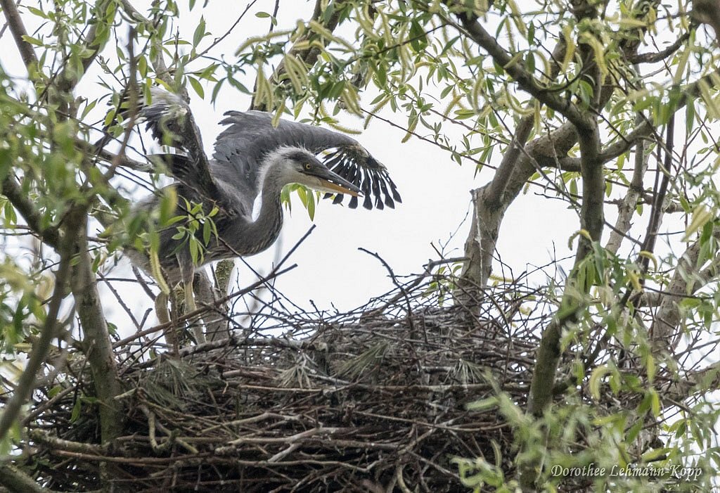 Nestlinge
