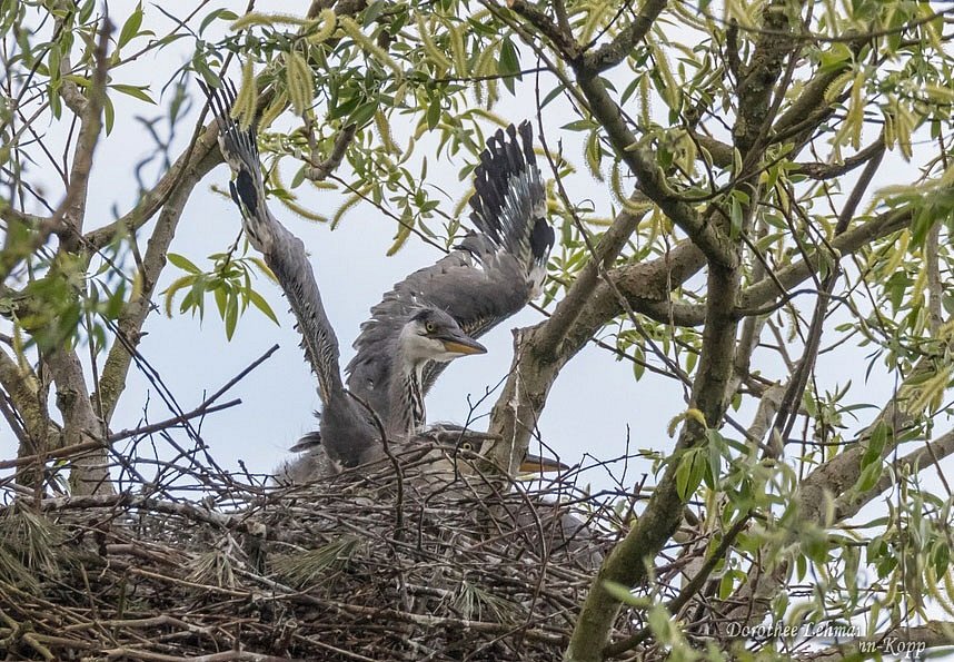 Nestlinge