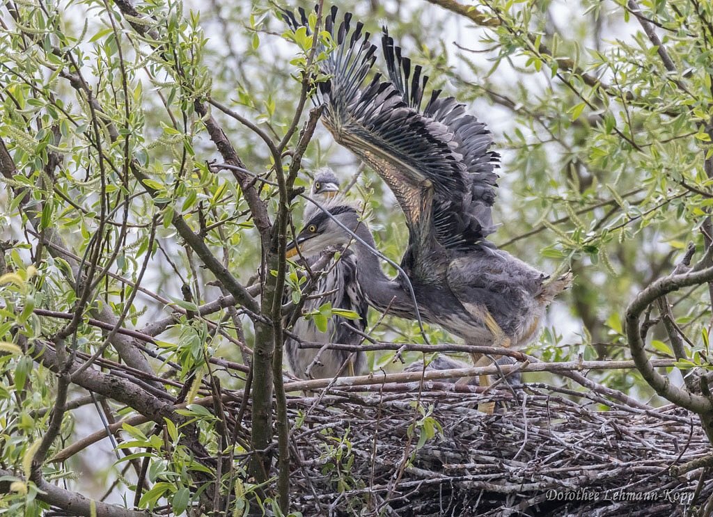 Dreier-Nest
