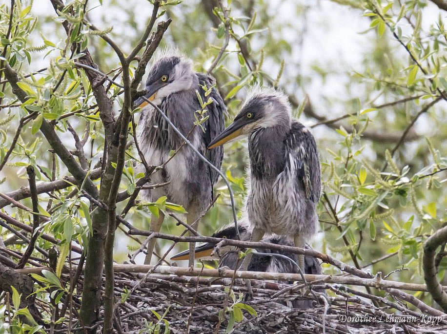 Dreier-Nest