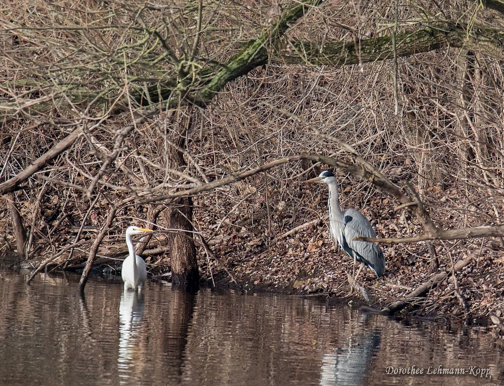 Silberreiher und Graureiher im Habitat