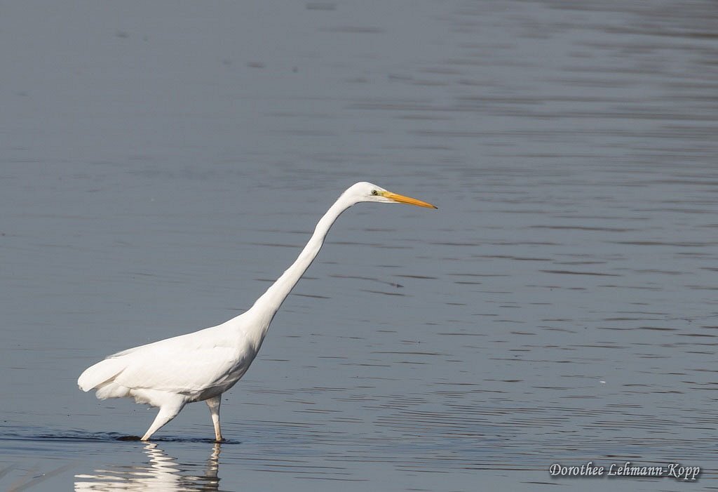 Silberreiher juvenil