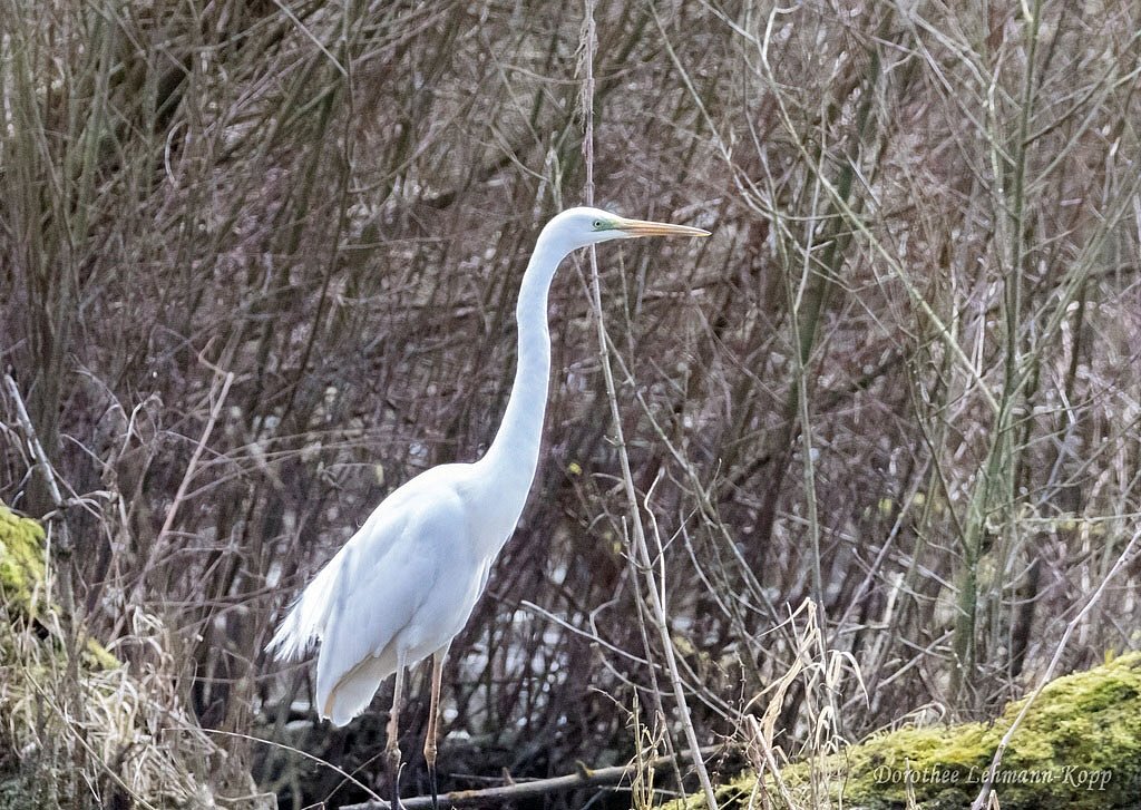 Silberreiher im Habitat