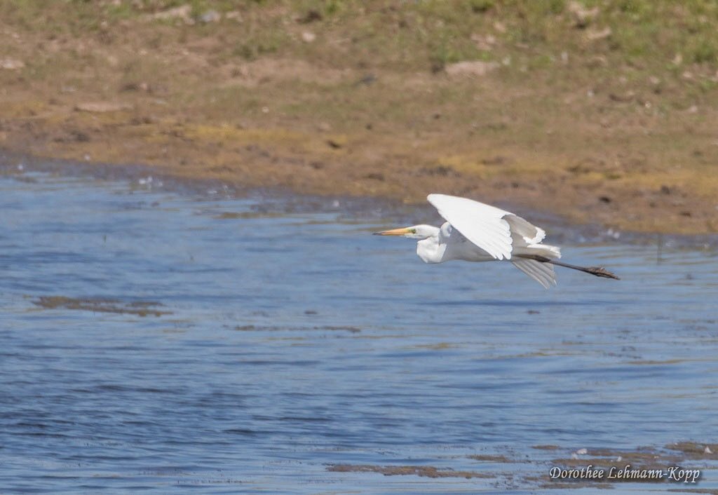 Silberreiher juvenil