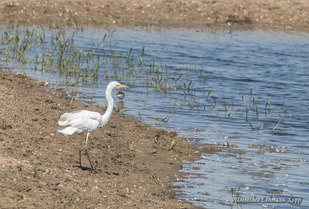 Silberreiher juvenil