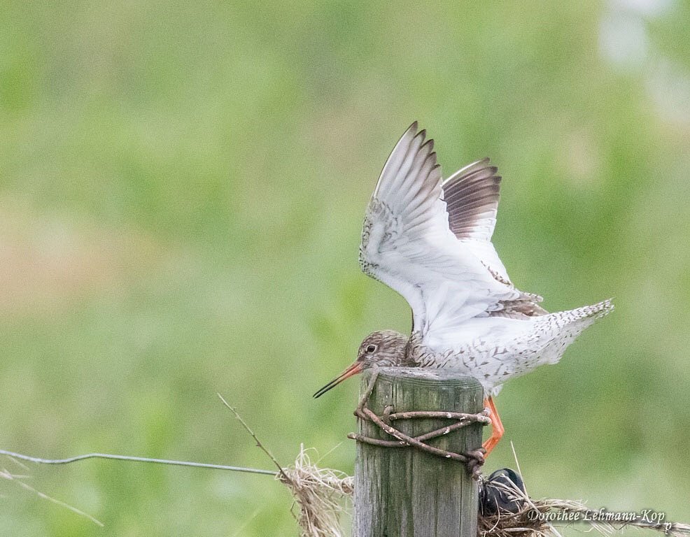 Rotschenkel 