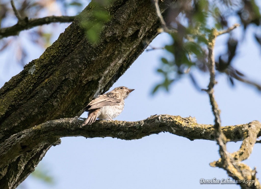 Grauschnaepper juvenil,  Belegbild