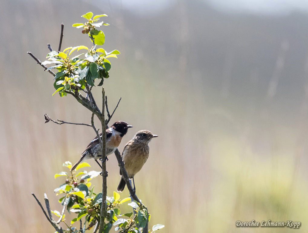Schwarzkehlchen maennlich (links) mit Jungvogel