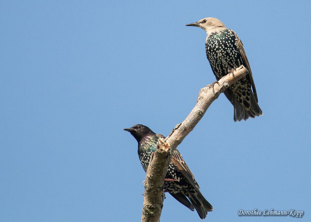 junge Stare und Altvogel 