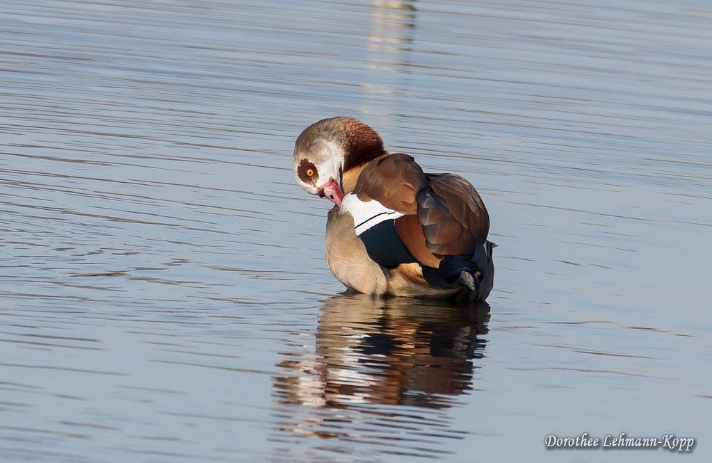 Nilgans