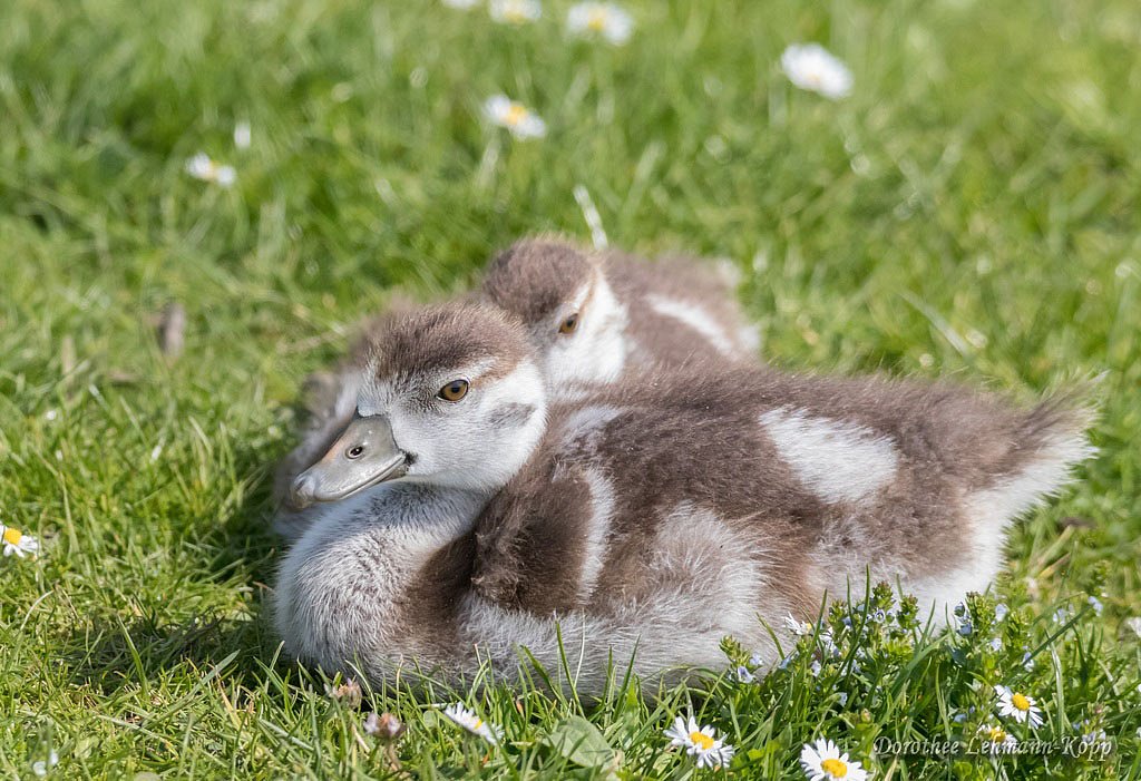 Nilgans Goessel