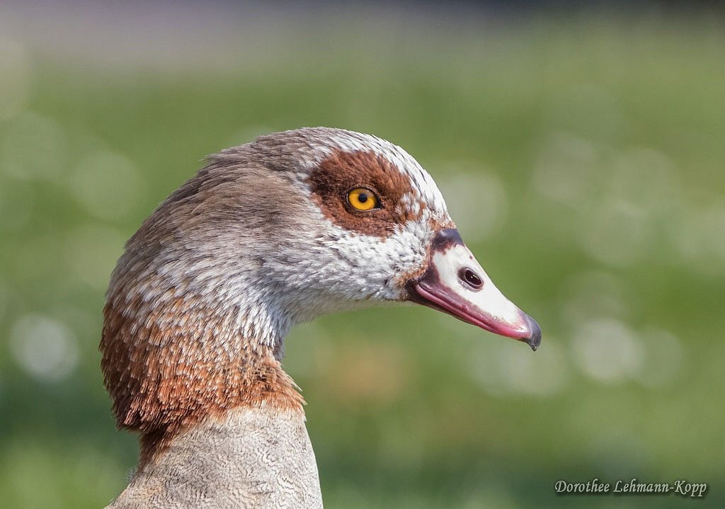 Nilgans