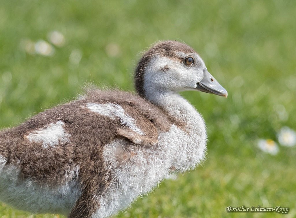 Nilgans Goessel