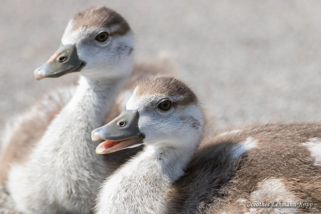 Nilgans Goessel