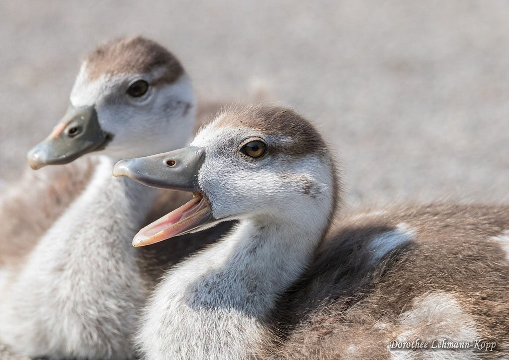 Nilgans Goessel