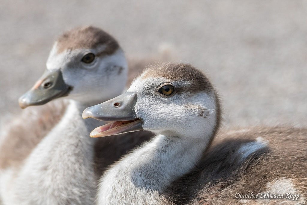 Nilgans Goessel