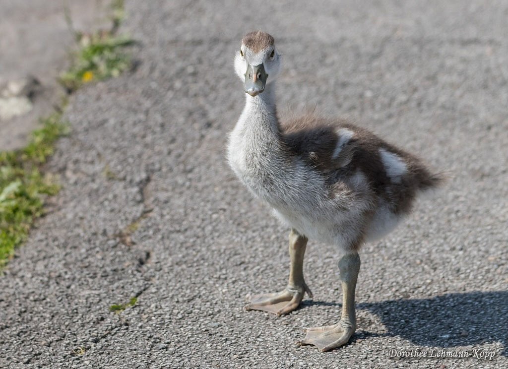 Nilgans Goessel
