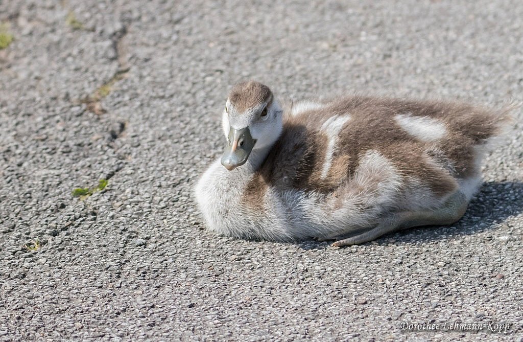 Nilgans Goessel