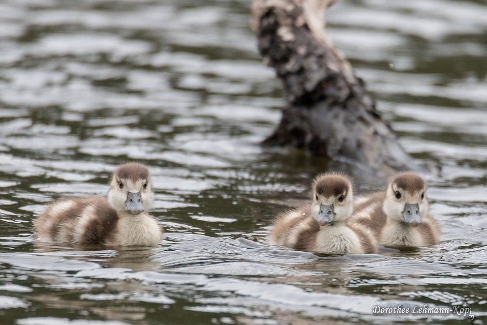 Nilgans Goessel