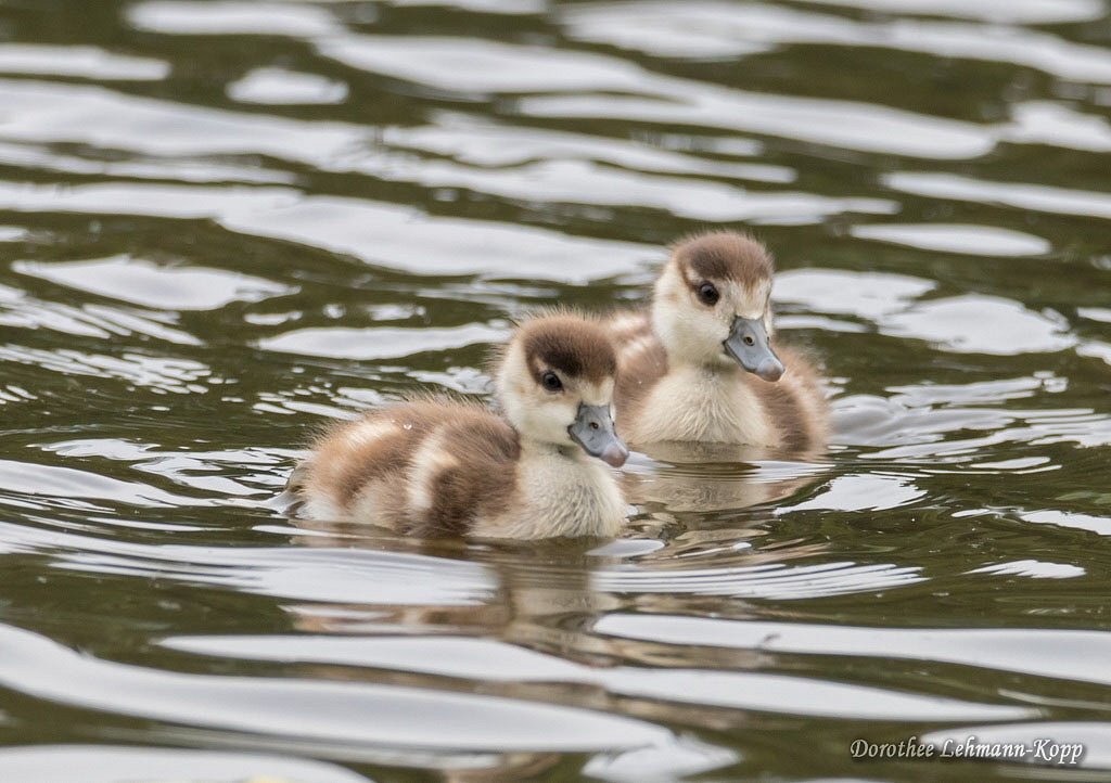 Nilgans Goessel