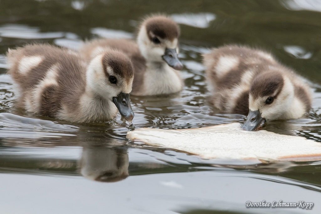 Nilgans Goessel