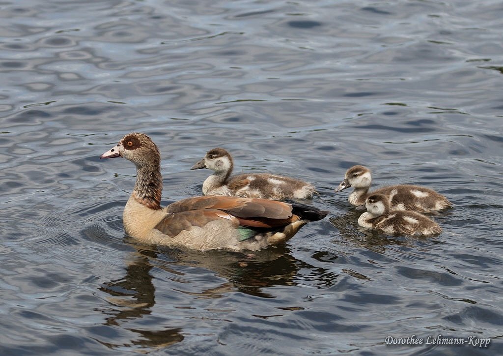Nilgans