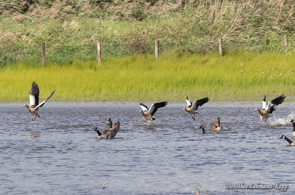 Nilgans