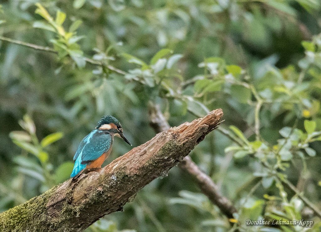 Eisvogel juvenil