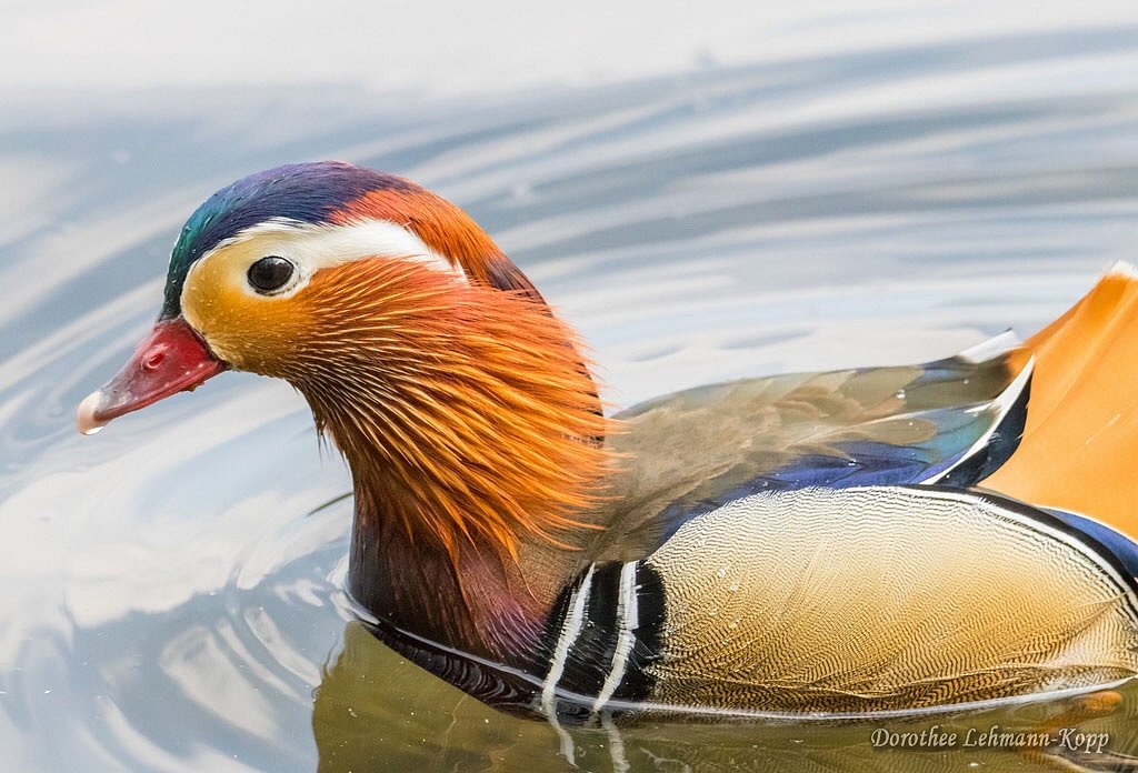 Mandarinente maennlich